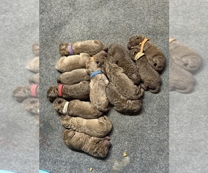 Chesapeake Bay Retriever Puppy for Sale in WAUKON, Iowa USA