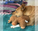 Small #8 Mutt
