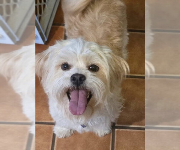 Medium Photo #2 Shih Tzu-Unknown Mix Puppy For Sale in Littleton, CO, USA