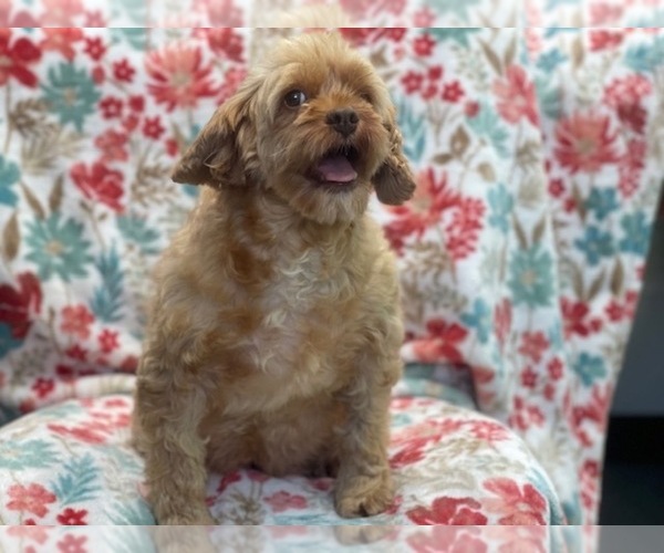 Medium Photo #7 Cockapoo Puppy For Sale in LAKELAND, FL, USA
