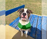 Small #6 Boxer Mix