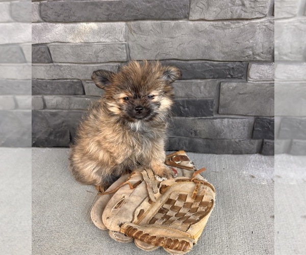 Medium Photo #4 Shiranian Puppy For Sale in MIDDLEBURY, IN, USA