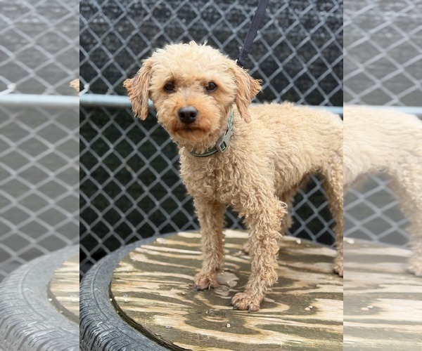 Medium Photo #2 Poodle (Miniature) Puppy For Sale in Mukwonago, WI, USA