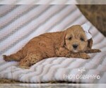 Small Photo #4 Cockapoo-Poodle (Miniature) Mix Puppy For Sale in LIBERTY, KY, USA