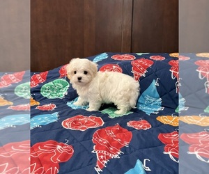 Morkie Puppy for sale in BENSON, NC, USA