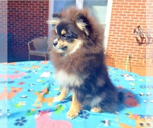 Pomeranian Puppy for sale in DAWSONVILLE, GA, USA