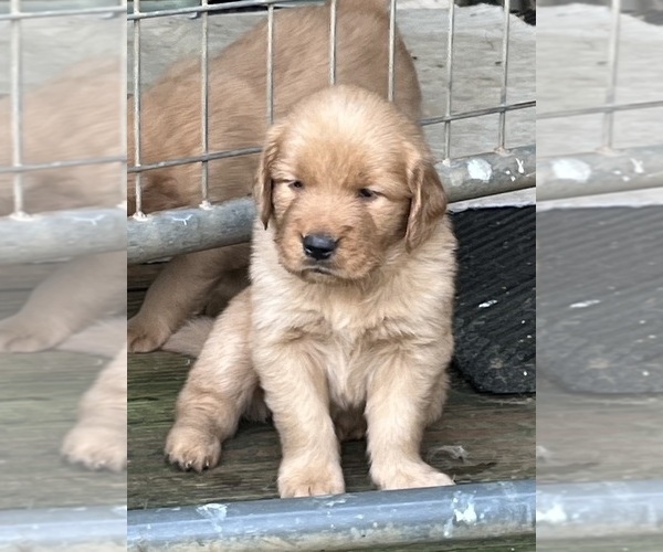 Medium Photo #5 Golden Retriever Puppy For Sale in COSHOCTON, OH, USA