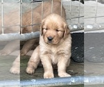 Small #4 Golden Retriever