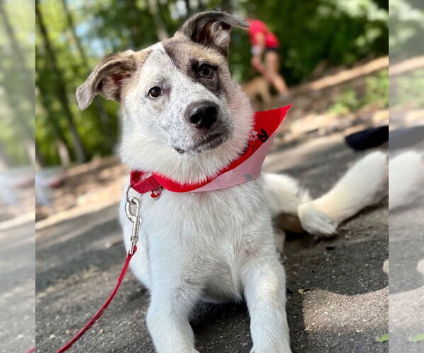 Medium Photo #7 Anatolian Shepherd-Unknown Mix Puppy For Sale in Canton, CT, USA