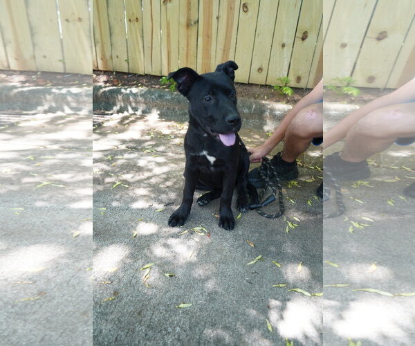 Medium Photo #2 German Shepherd Dog-Unknown Mix Puppy For Sale in Holly Springs, NC, USA