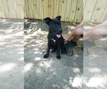 Small #1 German Shepherd Dog Mix