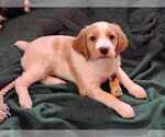 Small Photo #2 Brittany Puppy For Sale in WESTFIR, OR, USA