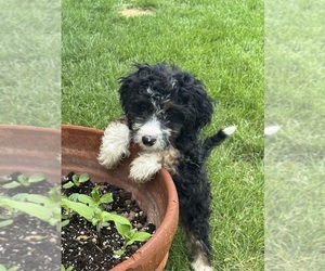 Miniature Bernedoodle Puppy for sale in LONGMONT, CO, USA