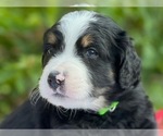 Small Photo #3 Bernedoodle Puppy For Sale in CONROE, TX, USA