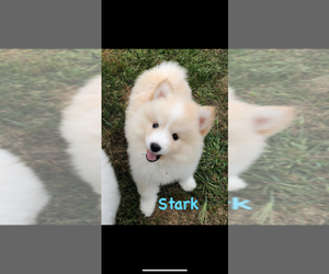 Pomsky Puppy for sale in SAVOY, MA, USA