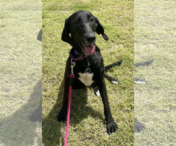 Medium Photo #2 Mutt Puppy For Sale in Munford, TN, USA