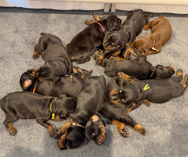 Medium Photo #3 Doberman Pinscher Puppy For Sale in LAKELAND, FL, USA