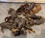 Small #2 Doberman Pinscher