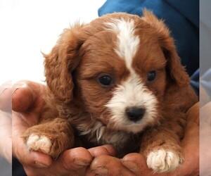 Cavapoo Puppy for sale in CARLISLE, KY, USA
