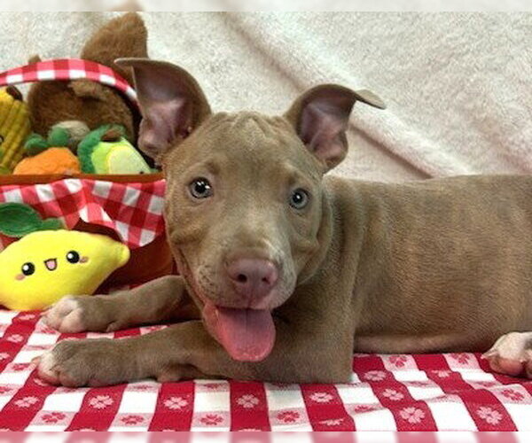 Medium Photo #4 American Pit Bull Terrier-Unknown Mix Puppy For Sale in Wetumpka, AL, USA