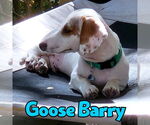 Small #3 Dachshund