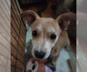 Jack Russell Terrier-Papillon Mix Dogs for adoption in Brooklyn Center, MN, USA