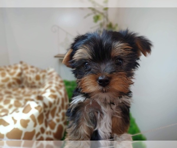 Medium Photo #6 Yorkshire Terrier Puppy For Sale in CHICAGO, IL, USA