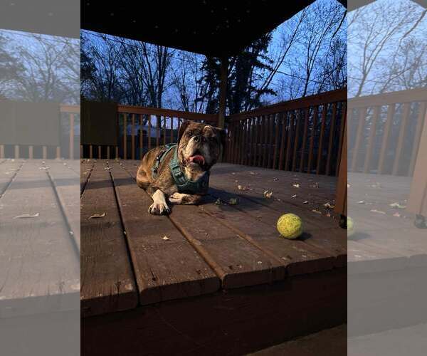 Medium Photo #3 Boxer Puppy For Sale in Burnsville, MN, USA