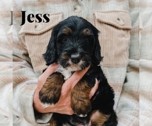 Bernedoodle (Miniature) Puppy for sale in AM FORK, UT, USA