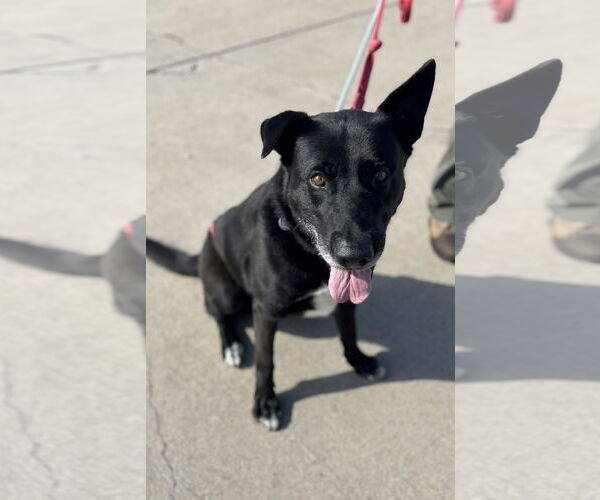 Medium Photo #2 Labrador Retriever-Unknown Mix Puppy For Sale in Williamsburg, IA, USA