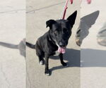 Small #1 Labrador Retriever Mix