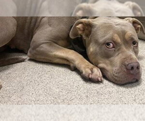 Mutt Dogs for adoption in Riverside, CA, USA