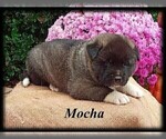 Small Photo #4 Akita Puppy For Sale in MOUNT SIDNEY, VA, USA