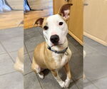 Small #6 American Pit Bull Terrier