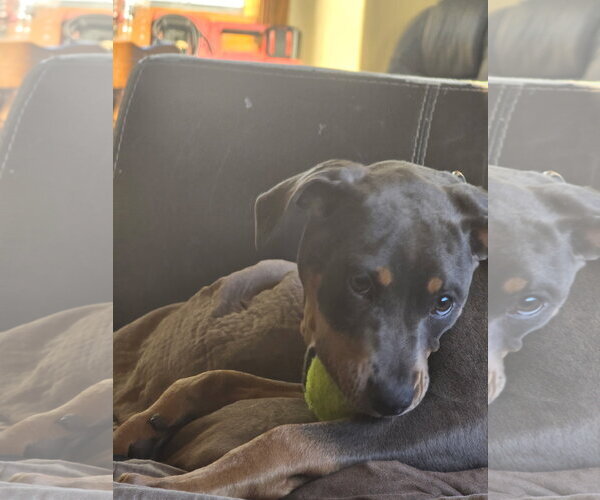 Medium Photo #1 Doberman Pinscher-Unknown Mix Puppy For Sale in Minneaoplis, MN, USA
