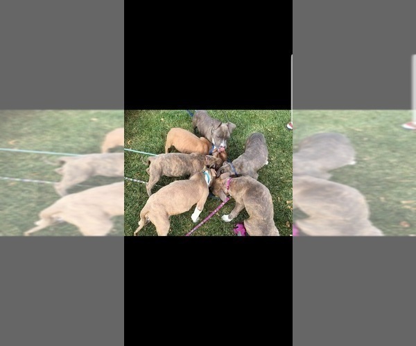 Medium Photo #3 American Pit Bull Terrier Puppy For Sale in ABERDEEN, SD, USA