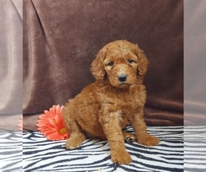 Goldendoodle Puppy for sale in FRYTOWN, IA, USA