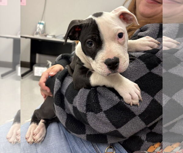 Medium Photo #2 American Pit Bull Terrier-Unknown Mix Puppy For Sale in Rochester, NY, USA