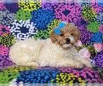 Small Photo #5 Pookimo Puppy For Sale in QUARRYVILLE, PA, USA