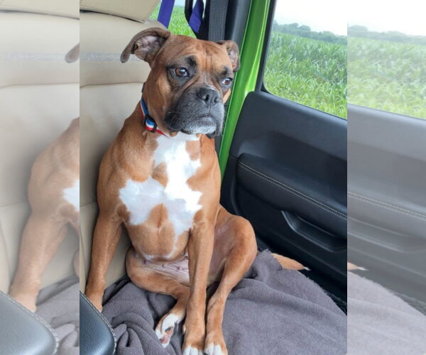 Medium Photo #4 Boxer Puppy For Sale in Burnsville, MN, USA
