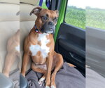 Small #3 Boxer