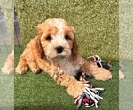 Small #3 Cavapoo (Miniature)