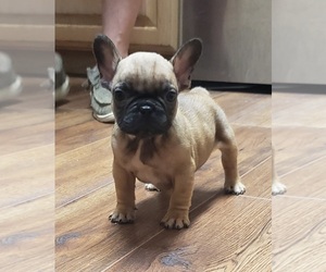 French Bulldog Puppy for sale in PITTSBURG, TX, USA