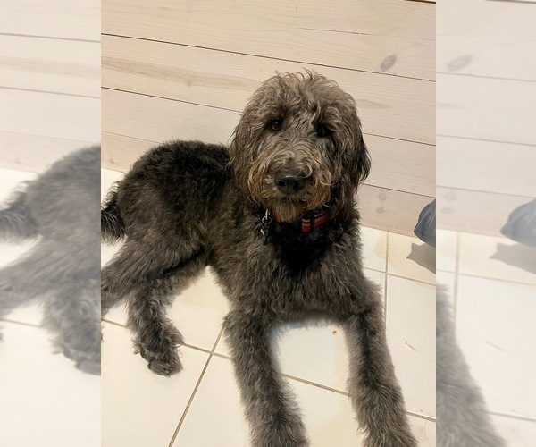 Medium Photo #8 Poodle (Standard)-Wirehaired Pointing Griffon Mix Puppy For Sale in CANYON LAKE, TX, USA