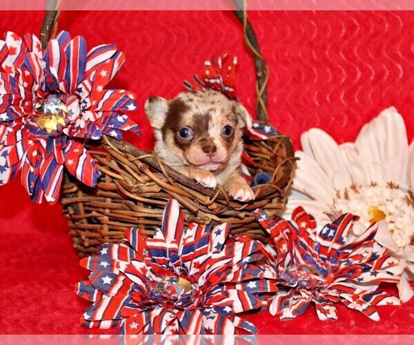 Medium Photo #2 Chihuahua Puppy For Sale in CHARLESTON, AR, USA