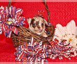 Small #1 Chihuahua