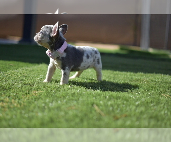 Medium Photo #8 French Bulldog Puppy For Sale in RIVERSIDE, CA, USA