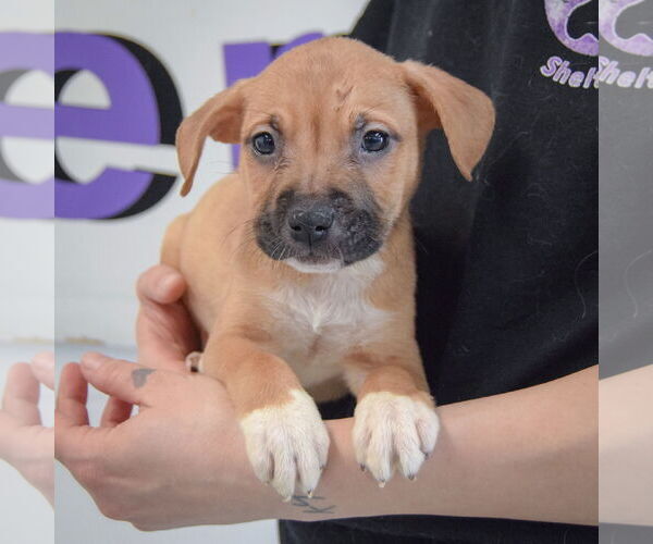 Medium Photo #3 American Staffordshire Terrier-Boxer Mix Puppy For Sale in Huntley, IL, USA