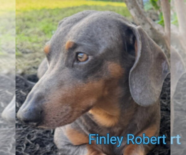 Medium Photo #6 Dachshund Puppy For Sale in San Antonio, TX, USA