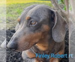 Small #5 Dachshund